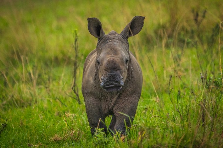 057 Tala Game Reserve, Zuid-Afrika.jpg